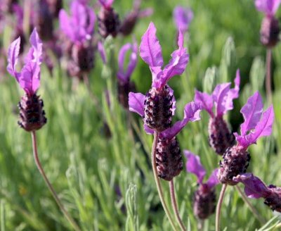 Лаванда Широколистная (стэхадская) Lavandula stoechas (стэхадская) Castilliano Violet